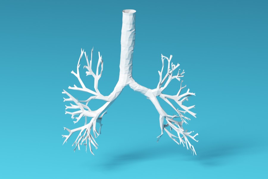 Model 3D dolnego odcinka układu oddechowego.