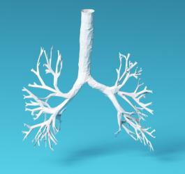 Model 3D dolnego odcinka układu oddechowego.