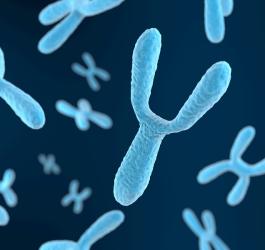 Chromosomy X i Y.