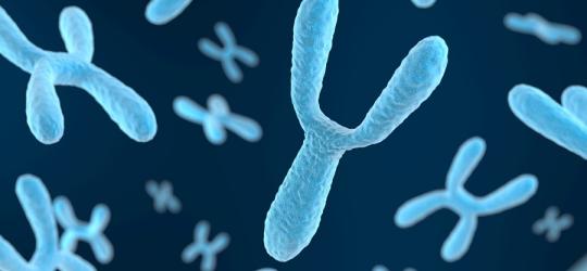 Chromosomy X i Y.