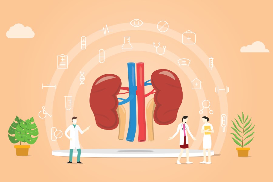 Grafika 2D ludzkich nerek i lekarzy, którzy je leczą np. z zespołu nerczycowego.