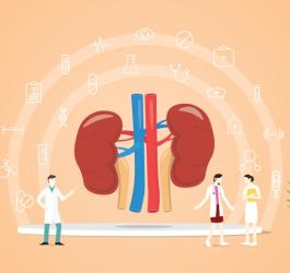 Grafika 2D ludzkich nerek i lekarzy, którzy je leczą np. z zespołu nerczycowego.