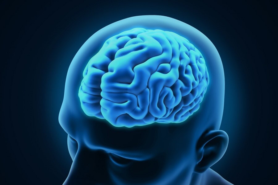 Grafika 3D przedstawiająca mózg wewnątrz czaszki.