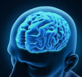 Grafika 3D przedstawiająca mózg wewnątrz czaszki.