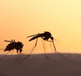 Dwa komary, które przysiadły na skórze człowieka.
