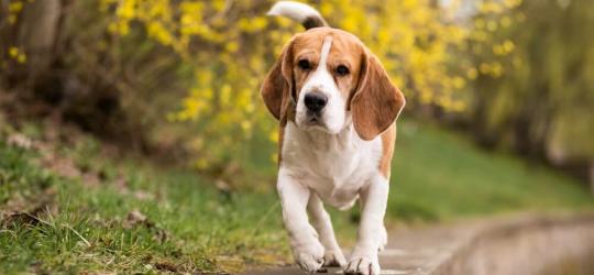 Pies podczas spaceru w parku.