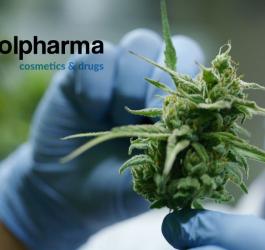 Zrobieni w konopne CBD